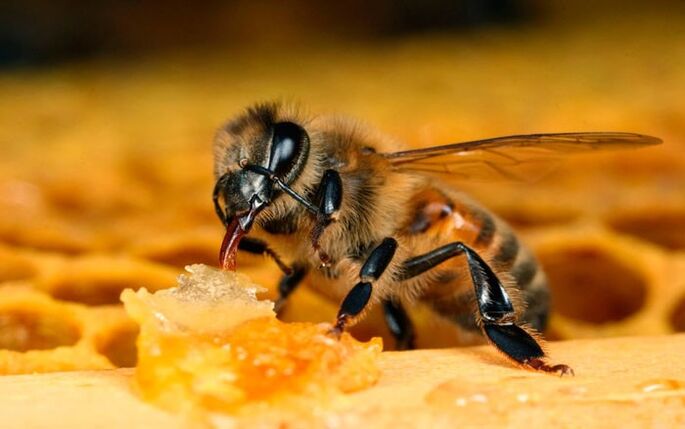 Terapia de abellas para osteocondrose